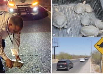 Instala Ayuntamiento de Hermosillo señalamientos preventivos por cruce de tortugas en el Vado del Río
