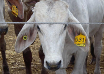 EU restringiría importaciones de ganado mexicano por gusano barrenador