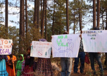 Chihuahua: denuncian rarámuris tala ilegal