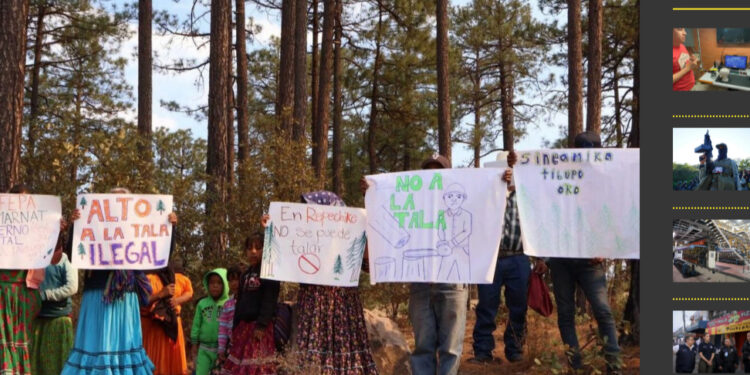 Chihuahua: denuncian rarámuris tala ilegal