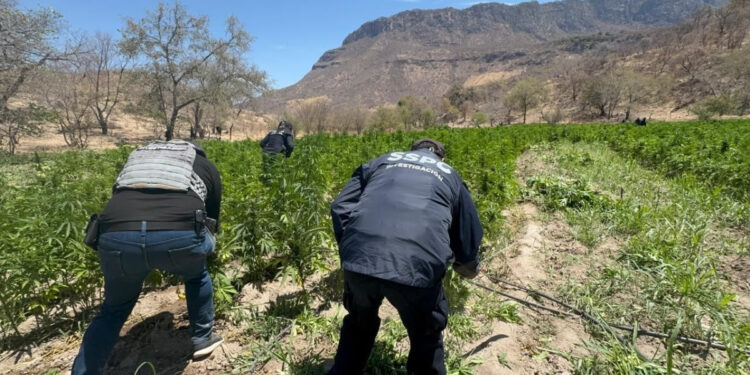 Localiza y destruye Gobierno de Sonora 21 toneladas de marihuana en Álamos