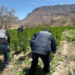 Localiza y destruye Gobierno de Sonora 21 toneladas de marihuana en Álamos