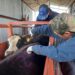 SADER asegura se encuentra preparado ante emergencia sanitaria por gusano barrenador
