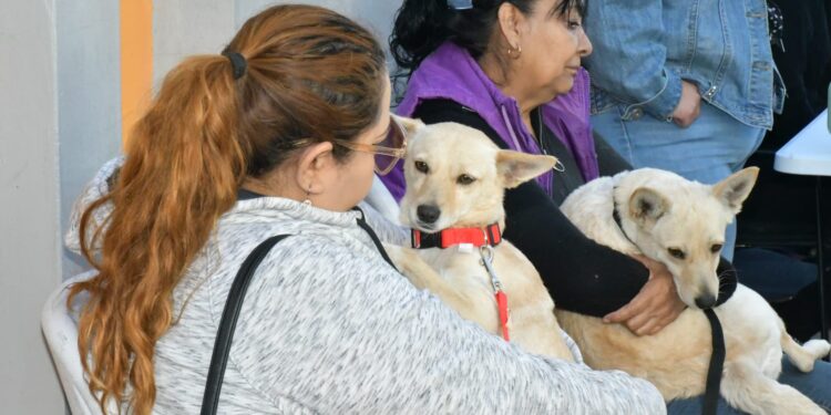 Invita Ayuntamiento de Hermosillo a aprovechar las jornadas de esterilización y desparasitación a perros y gatos