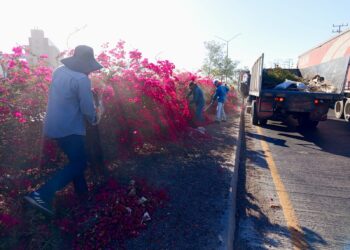 Realizan  Imagen Urbana poda por seguridad y mantenimiento de Bugambilias en las en la Salida Sur de Cajeme