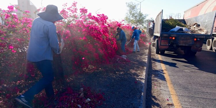 Realizan Imagen Urbana poda por seguridad y mantenimiento de Bugambilias en las en la Salida Sur de Cajeme