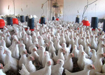 México suspende importación de productos avícolas de Brasil ante brote de influenza aviar H5N1