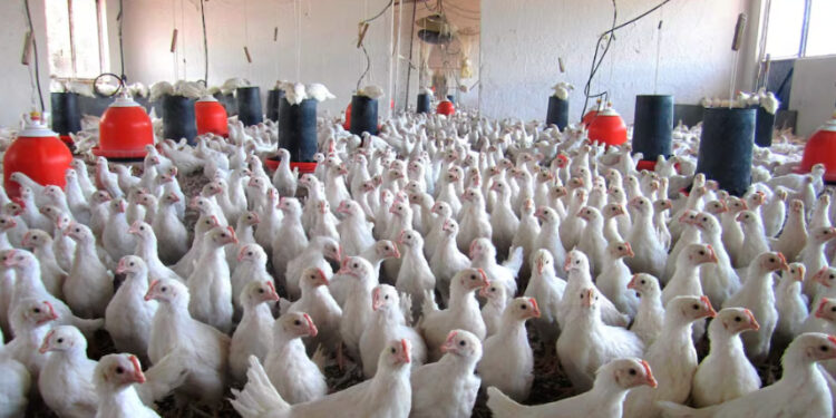 México suspende importación de productos avícolas de Brasil ante brote de influenza aviar H5N1