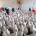 México suspende importación de productos avícolas de Brasil ante brote de influenza aviar H5N1