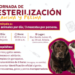 Jornada de Esterilización Canina y Felina