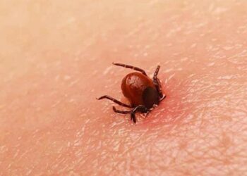 Gobierno de Sonora exhorta a acudir al médico ante síntomas de rickettsiosis