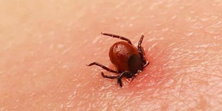 Gobierno de Sonora exhorta a acudir al médico ante síntomas de rickettsiosis