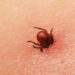 Gobierno de Sonora exhorta a acudir al médico ante síntomas de rickettsiosis
