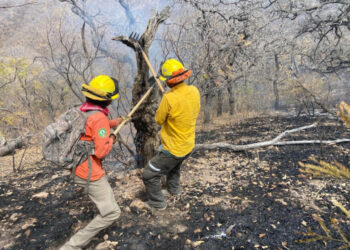 Logran sofocar el incendio forestal en Bavispe