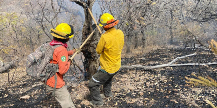 Logran sofocar el incendio forestal en Bavispe