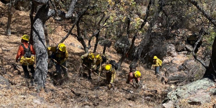 Combaten incendio forestal en Arizpe