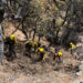 Combaten incendio forestal en Arizpe
