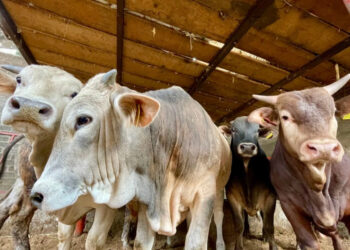 Exportación de reses cae 60%; influye el gusano barrenador