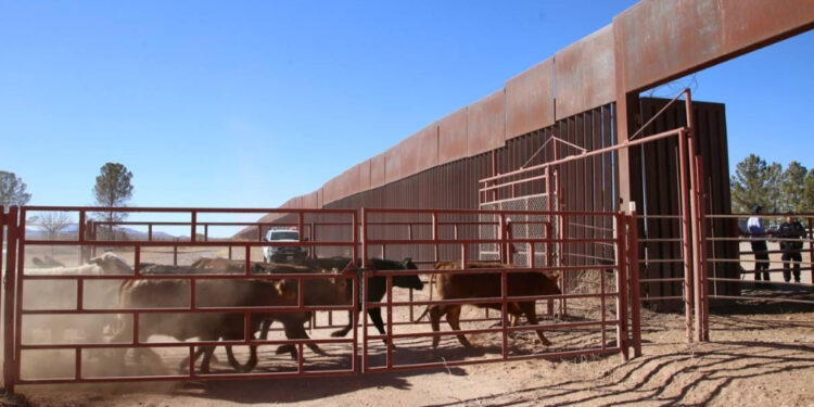 Mantiene Sonora estatus Zoosanitario del gusano barrenador