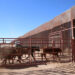 Mantiene Sonora estatus Zoosanitario del gusano barrenador