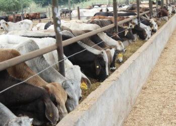 Avance en conversaciones con EU para reabrir frontera al ganado mexicano: CSP