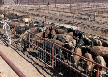 Esperan acuerdo para retomar exportaciones de ganado hacia EU
