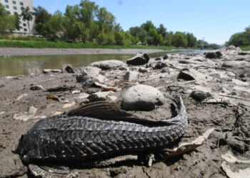 En Sinaloa se seca el río Tamazula; desechos salen a flote