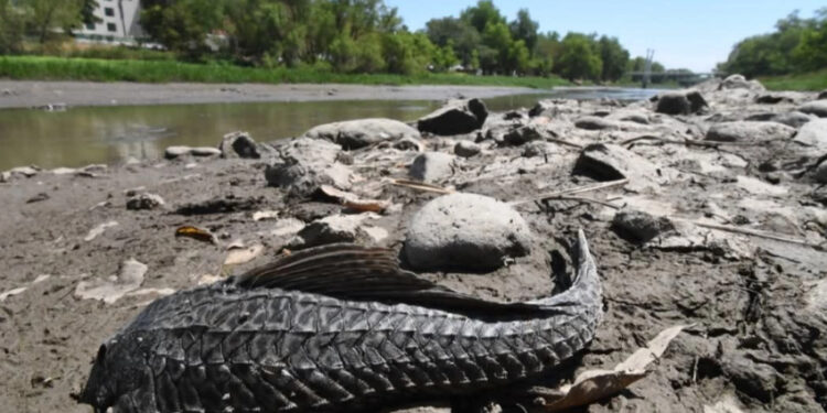 En Sinaloa se seca el río Tamazula; desechos salen a flote
