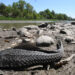 En Sinaloa se seca el río Tamazula; desechos salen a flote