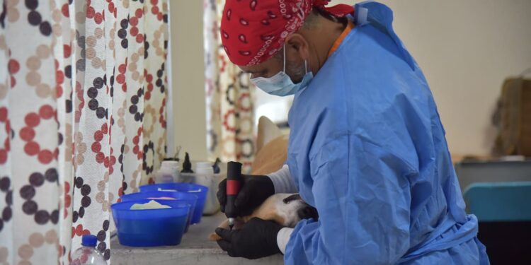 LLEVAN GOBIERNO ESTATAL Y MUNICIPAL JORNADA DE ESTERILIZACIÓN A LA COLONIA CAJEME