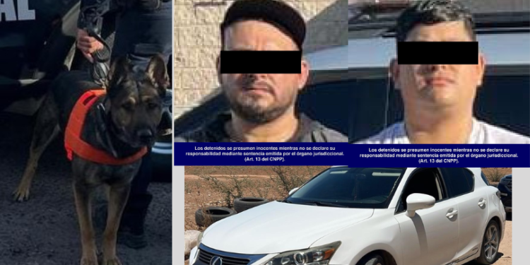 Binomios caninos del Gobierno de Sonora interceptan a personas armadas