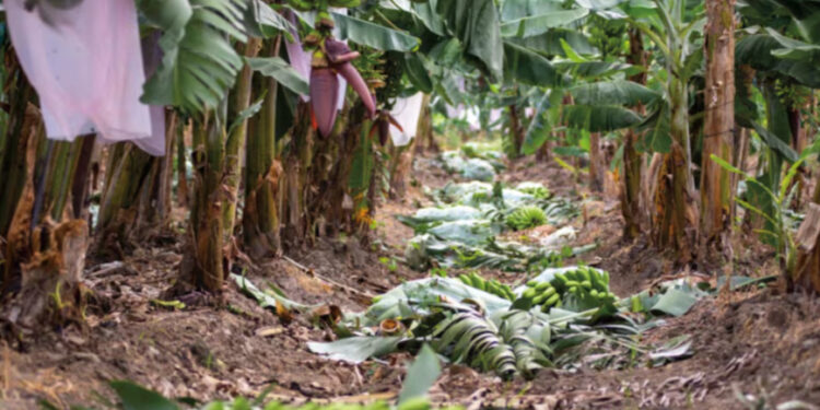 Afloran fuertes daños de huracán a cosechas de café, mango, plátano…