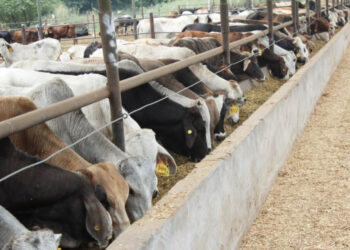 Ante restricciones de EU ganaderos fronterizos atraviesa un proceso de transformación comercial