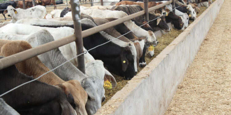 Ante restricciones de EU ganaderos fronterizos atraviesa un proceso de transformación comercial