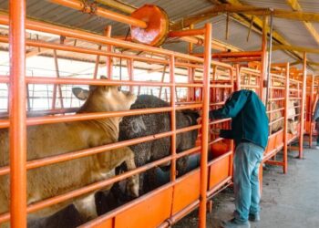 Gobierno de Sonora inicia barrido sanitario para detección de tuberculosis bovina en San Ignacio Río Muerto
