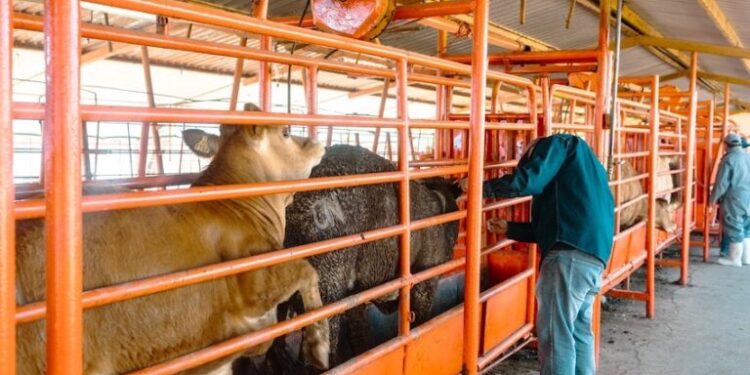 Gobierno de Sonora inicia barrido sanitario para detección de tuberculosis bovina en San Ignacio Río Muerto