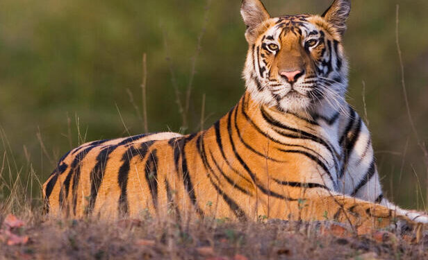 Tigre suelto causa alarma entre vecinos de Salinas Victoria, NL