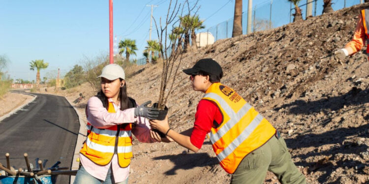 Gobierno de Sonora reforesta Bosque Urbano La Sauceda con apoyo ciudadano