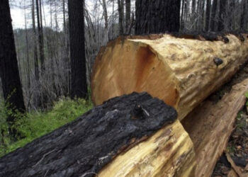 Gobierno de Trump abrirá bosques vírgenes a la tala
