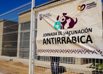 Invita Salud Pública a Jornada Gratuita de Esterilización para gatos y perros