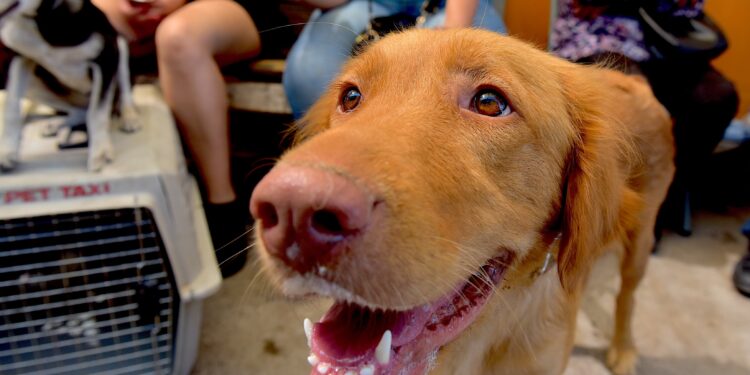 Llevará IMPBA esterilizaciones gratuitas a la San Bosco, Café Combate y Mediterráneo