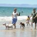Disfrutan hermosillenses y visitantes la playa de Bahía de Kino este periodo vacacional