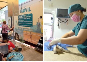 Registra administración de Toño Astiazarán casi 10 mil esterilizaciones de animales en la primera mitad del año