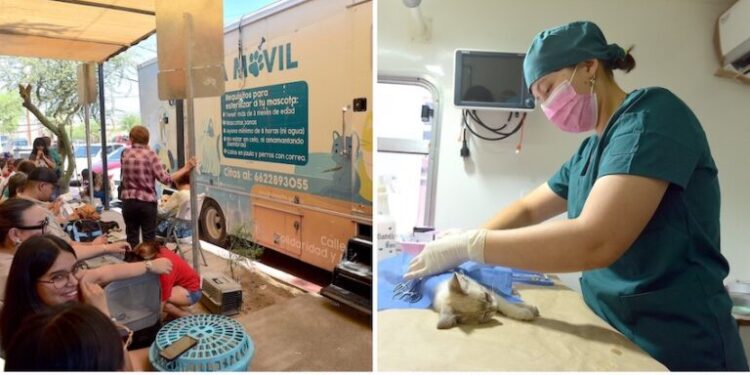 Registra administración de Toño Astiazarán casi 10 mil esterilizaciones de animales en la primera mitad del año