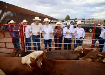 Gobernador Durazo reanuda exportación de ganado a Estados Unidos; Sonora es el primer estado en México