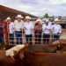 Gobernador Durazo reanuda exportación de ganado a Estados Unidos; Sonora es el primer estado en México