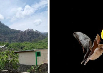Una cueva de murciélagos en Tepoztlán peligra por urbanización