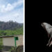 Una cueva de murciélagos en Tepoztlán peligra por urbanización