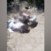 Arrestan a la pareja sentimental de la madre de las menores encontradas sin vida en la Costa de Hermosillo