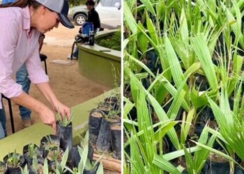 Impulsan reforestación urbana con donación gratuita de plantas